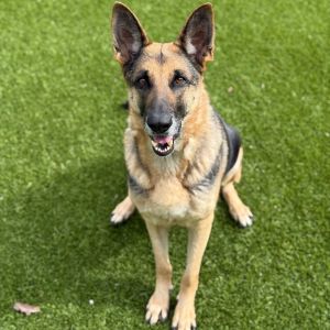 Roxy 0432, Adult Female Shepherd