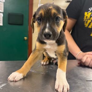 Cosmic Brownie, Baby Male Mixed Breed