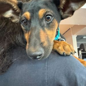 This 6-month-old litter is ready to go to homes who can offer ample training and socialization oppor
