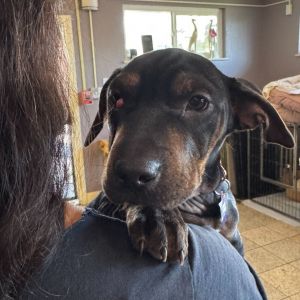 This 6-month-old litter is ready to go to homes who can offer ample training and socialization oppor