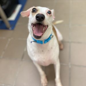 Meet Iris Introducing Iris a small adult female with a gentle spirit and a heart full of love Thi