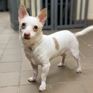 Meet Foxglove Introducing Foxglove a small young adult male with a soft white coat and a gentle e