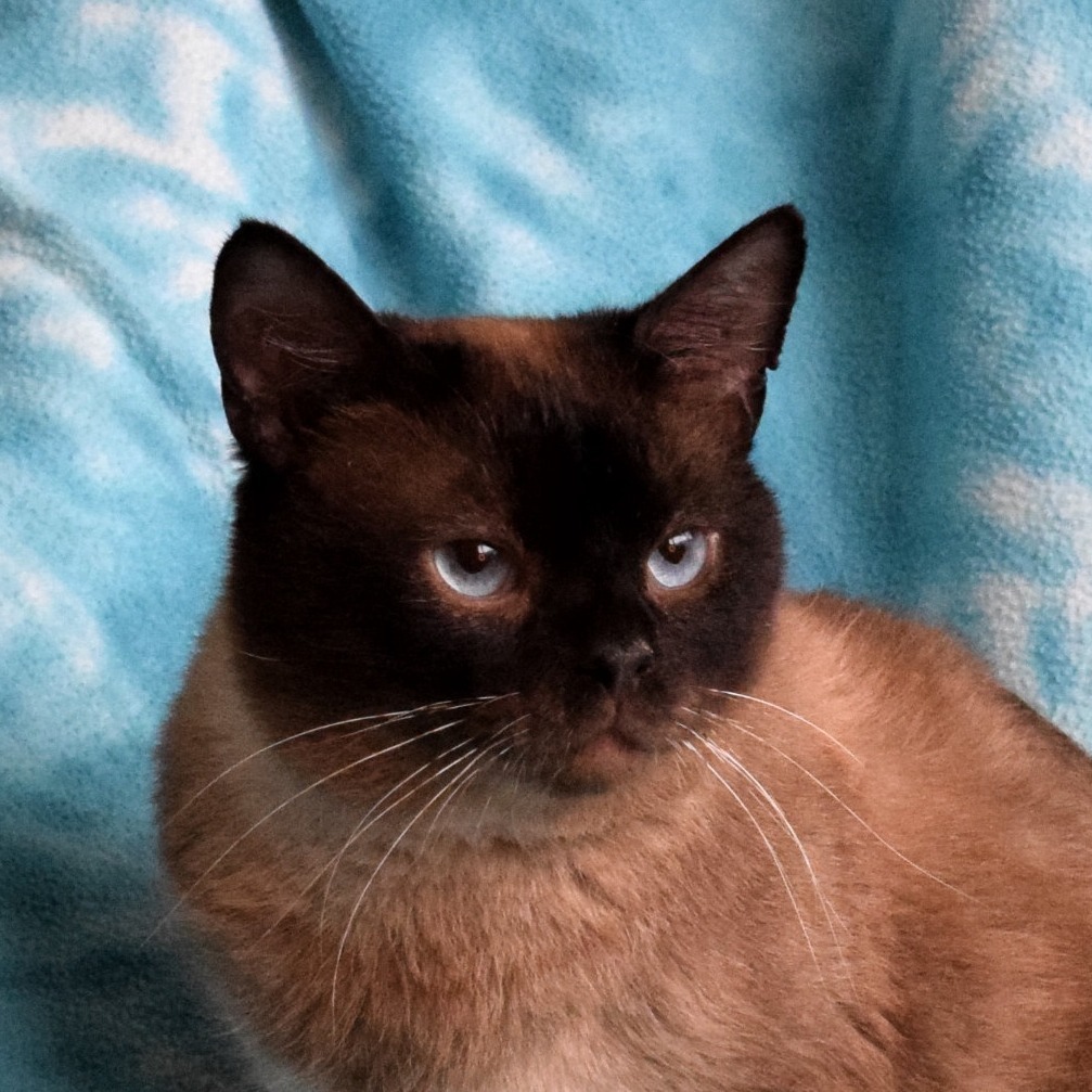 Sam, an adoptable Domestic Short Hair, Siamese in Eureka, CA, 95503 | Photo Image 1