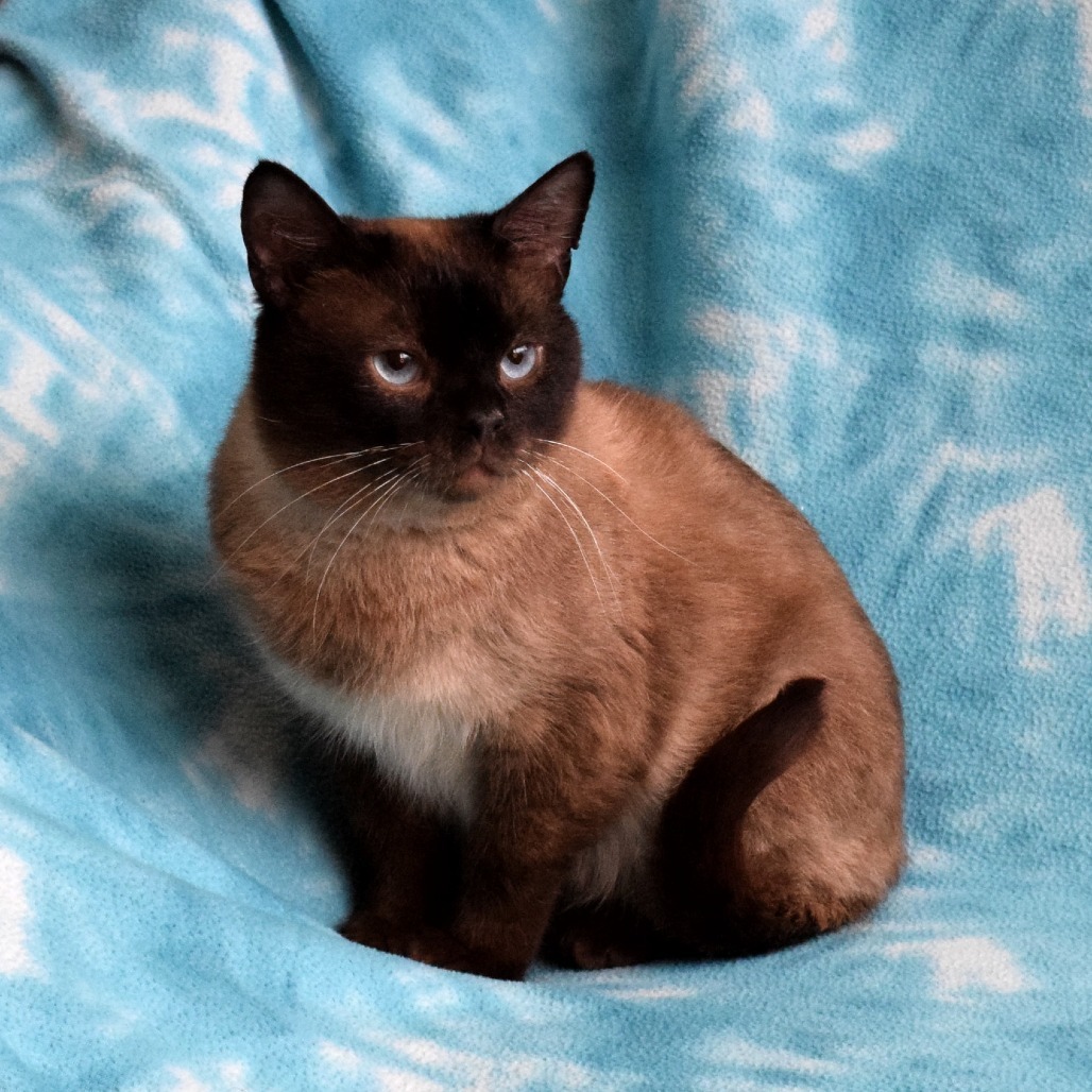 Sam, an adoptable Domestic Short Hair, Siamese in Eureka, CA, 95503 | Photo Image 2