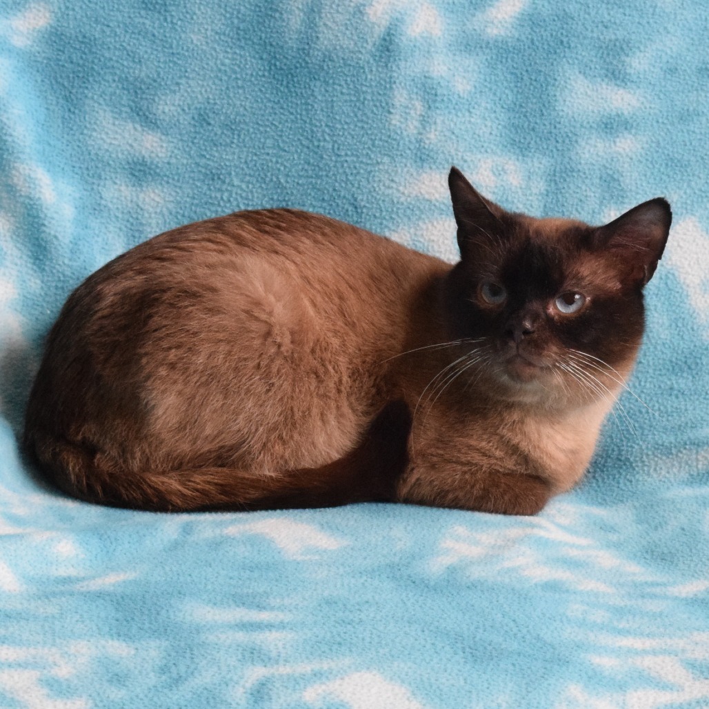 Sam, an adoptable Domestic Short Hair, Siamese in Eureka, CA, 95503 | Photo Image 3