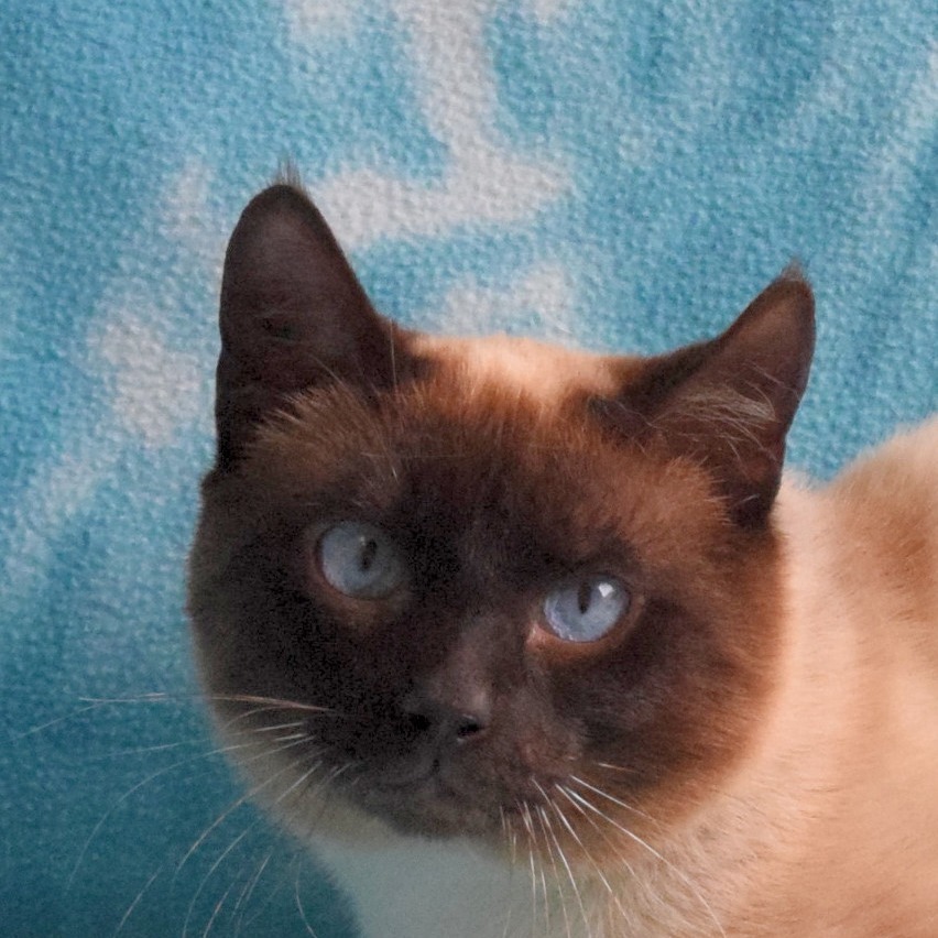 Pitch, an adoptable Domestic Short Hair, Siamese in Eureka, CA, 95503 | Photo Image 1