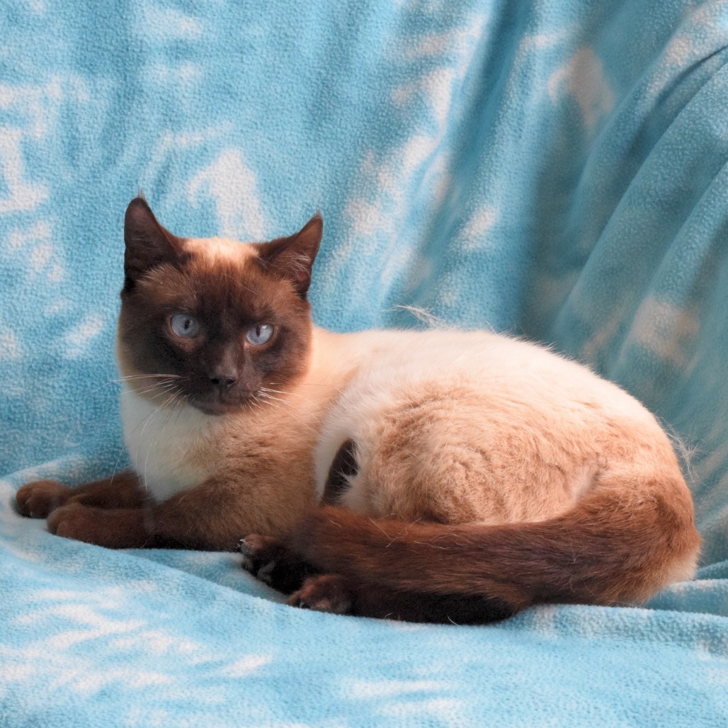 Pitch, an adoptable Domestic Short Hair, Siamese in Eureka, CA, 95503 | Photo Image 2