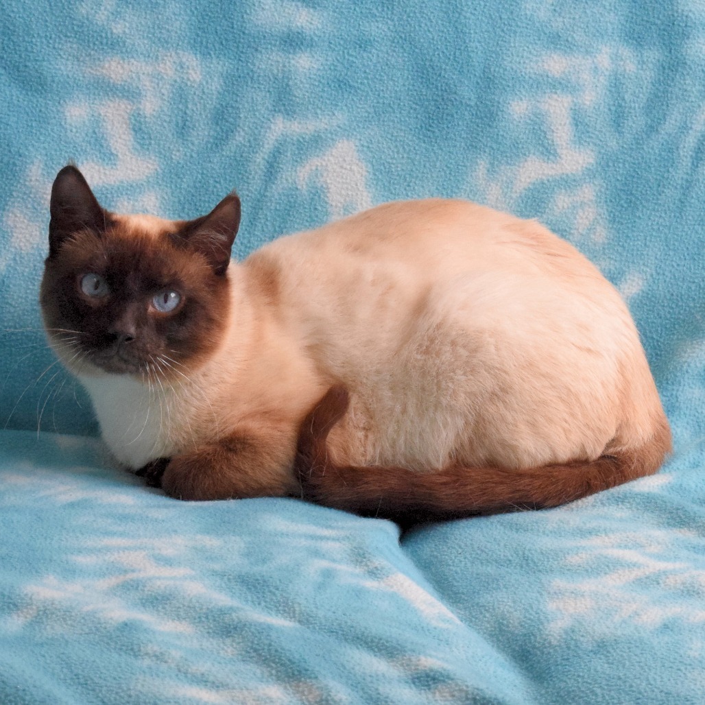Pitch, an adoptable Domestic Short Hair, Siamese in Eureka, CA, 95503 | Photo Image 3