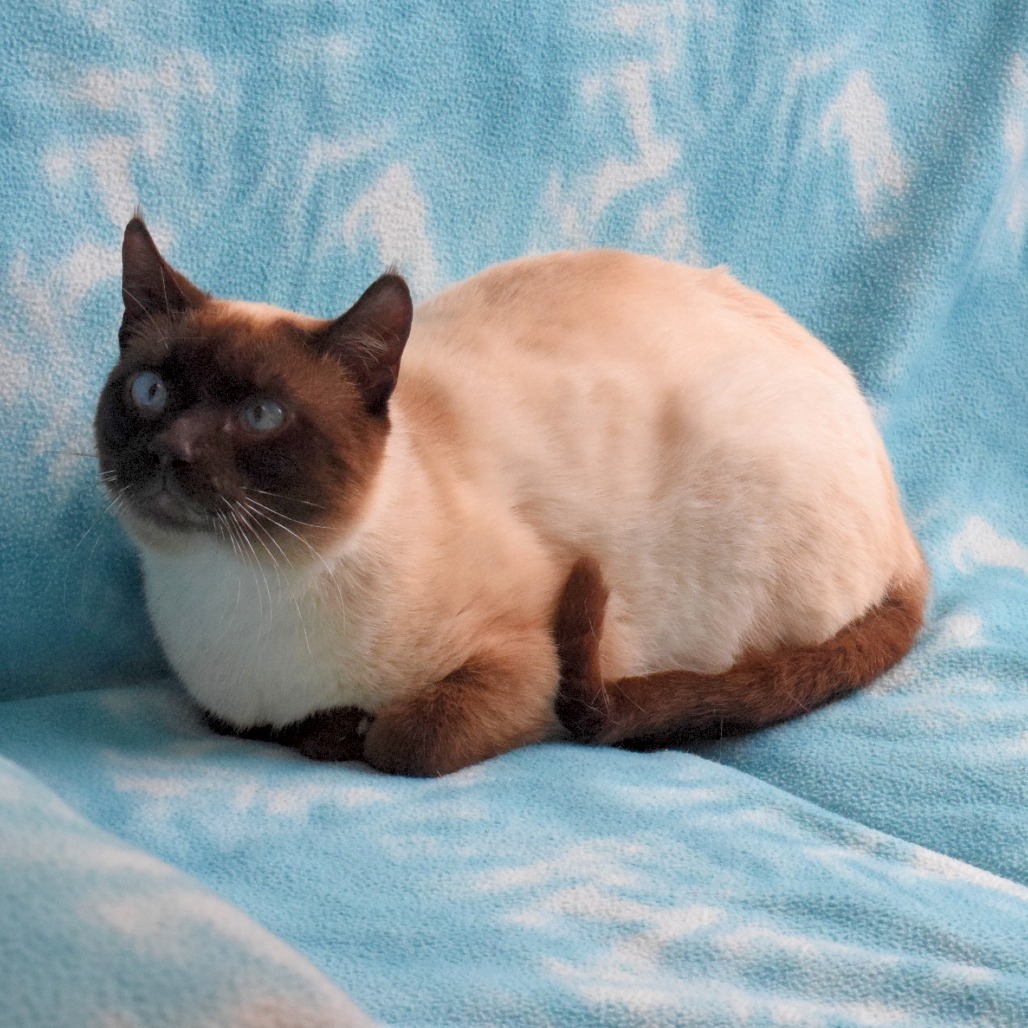 Pitch, an adoptable Domestic Short Hair, Siamese in Eureka, CA, 95503 | Photo Image 4