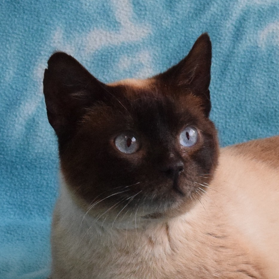 Spot, an adoptable Domestic Short Hair, Siamese in Eureka, CA, 95503 | Photo Image 1