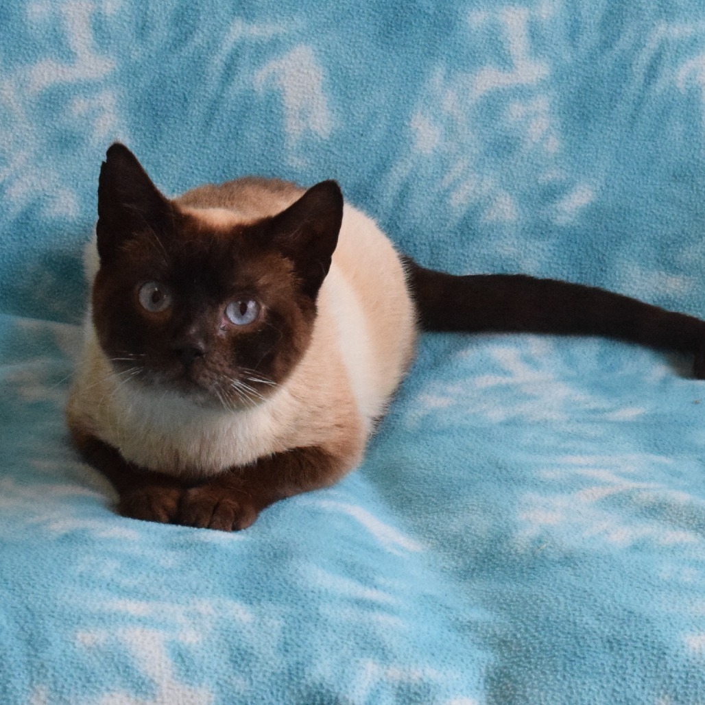 Spot, an adoptable Domestic Short Hair, Siamese in Eureka, CA, 95503 | Photo Image 2