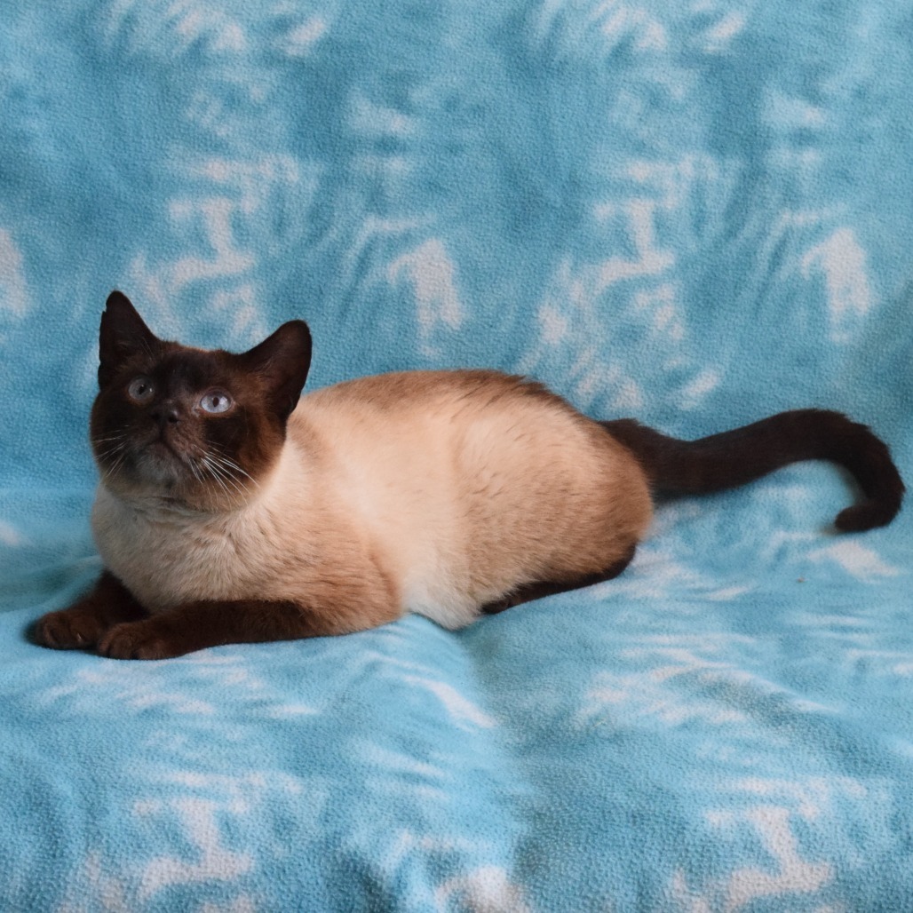 Spot, an adoptable Domestic Short Hair, Siamese in Eureka, CA, 95503 | Photo Image 3