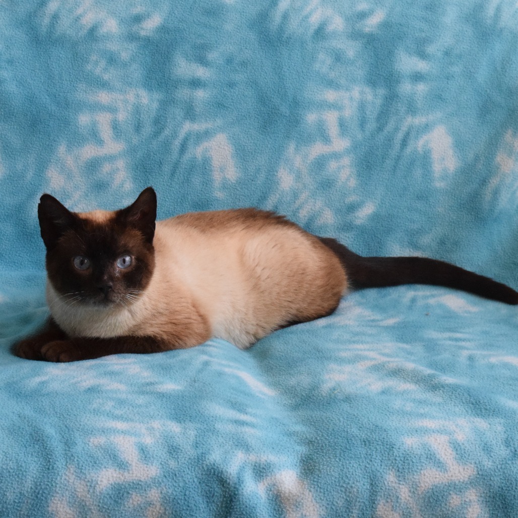 Spot, an adoptable Domestic Short Hair, Siamese in Eureka, CA, 95503 | Photo Image 4
