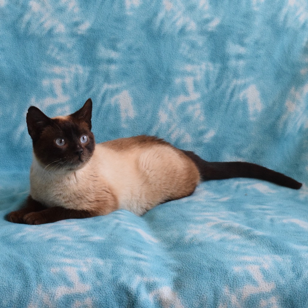 Spot, an adoptable Domestic Short Hair, Siamese in Eureka, CA, 95503 | Photo Image 5