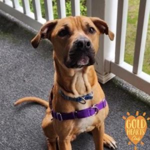 Draco, Adult Male Pit Bull Terrier