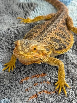 Imp, Young Female unknown