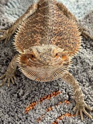 Jester, Adult Male unknown