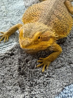 Malarky, Adult Male unknown