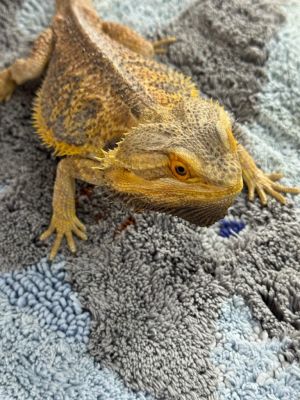 Zany, Adult Male unknown