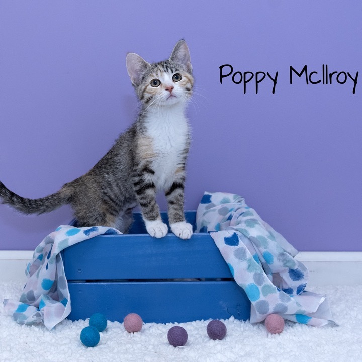 Poppy McIlroy