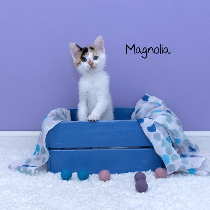 Magnolia