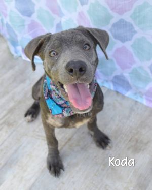 Koda, Young Male Pit Bull Terrier