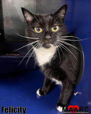 Meet Felicity Felicity is an 8-year-old tuxedo cat who was surrendered when her person no longer ha