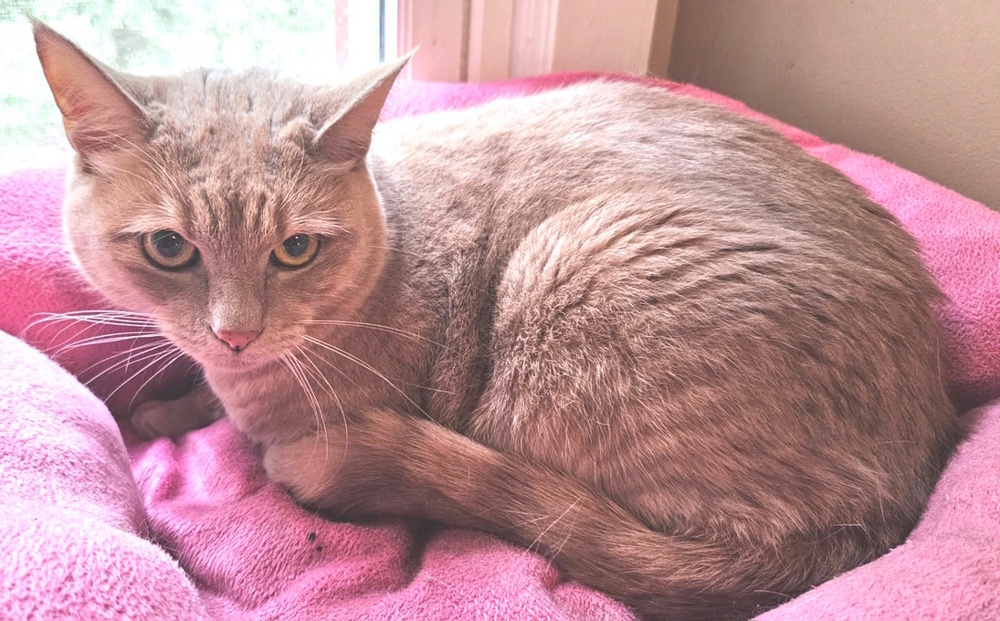 Zaius (aka Frito by CHS)