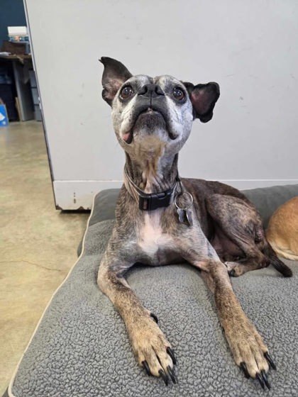 Scrappy-Doo