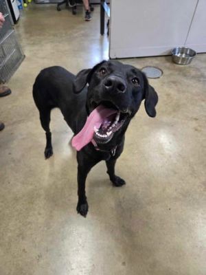 Daz, Young Female Labrador Retriever