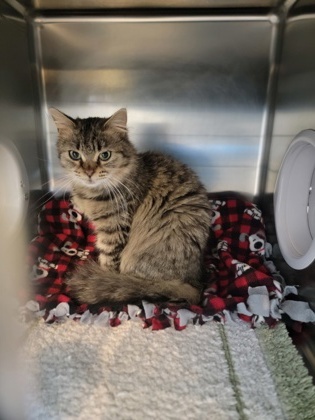 Coconut, an adoptable Domestic Medium Hair, Domestic Short Hair in Fergus Falls, MN, 56537 | Photo Image 1