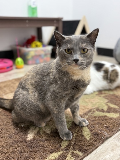 Essie, an adoptable Domestic Short Hair in Fergus Falls, MN, 56537 | Photo Image 1