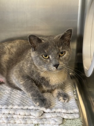 Essie, an adoptable Domestic Short Hair in Fergus Falls, MN, 56537 | Photo Image 2