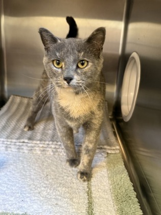 Essie, an adoptable Domestic Short Hair in Fergus Falls, MN, 56537 | Photo Image 3