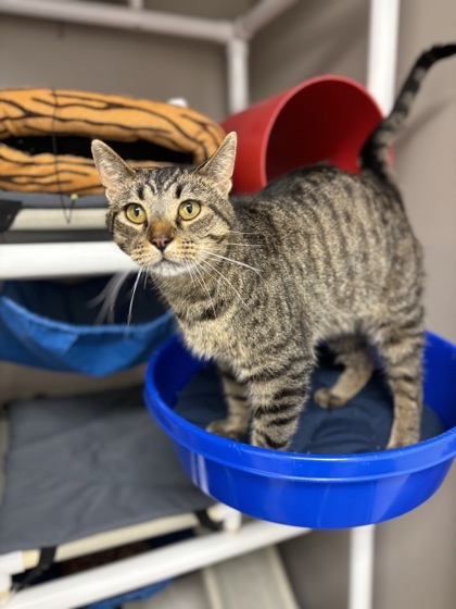 Octane, an adoptable Domestic Short Hair in Fergus Falls, MN, 56537 | Photo Image 1