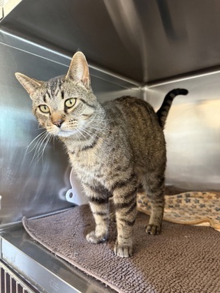 Octane, an adoptable Domestic Short Hair in Fergus Falls, MN, 56537 | Photo Image 2