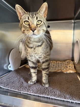 Octane, an adoptable Domestic Short Hair in Fergus Falls, MN, 56537 | Photo Image 3