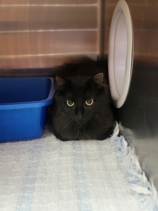 Eclipse Working Cat, an adoptable Domestic Medium Hair, Domestic Short Hair in Fergus Falls, MN, 56537 | Photo Image 1