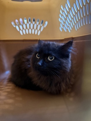 Eclipse Working Cat