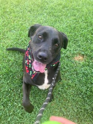 Rosie, Adult Female Labrador Retriever