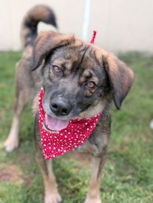 Kevin, Adult Male Shepherd