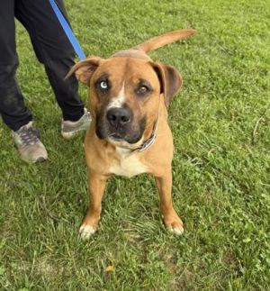 Looking for an easygoing snuggle bug Ralts is your guy He loves to give kisses to all his friends