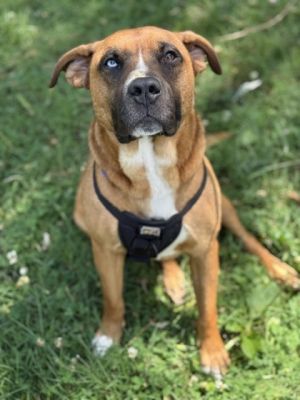 Looking for an easygoing snuggle bug Ralts is your guy He loves to give kisses to all his friends
