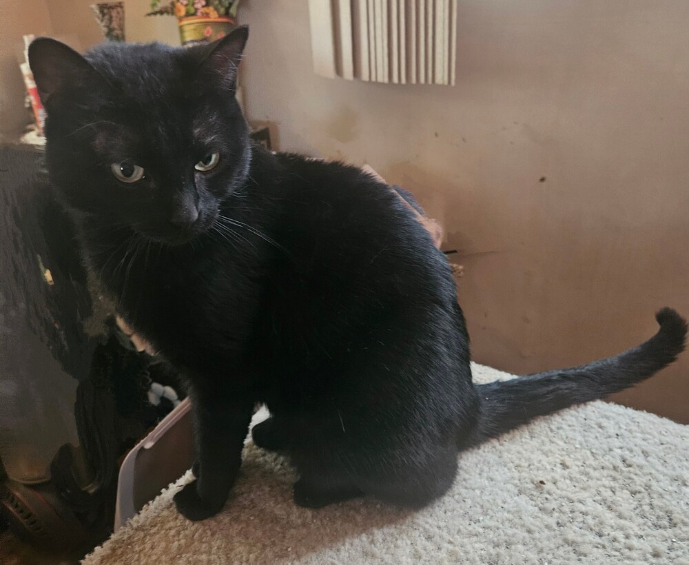 Elvira