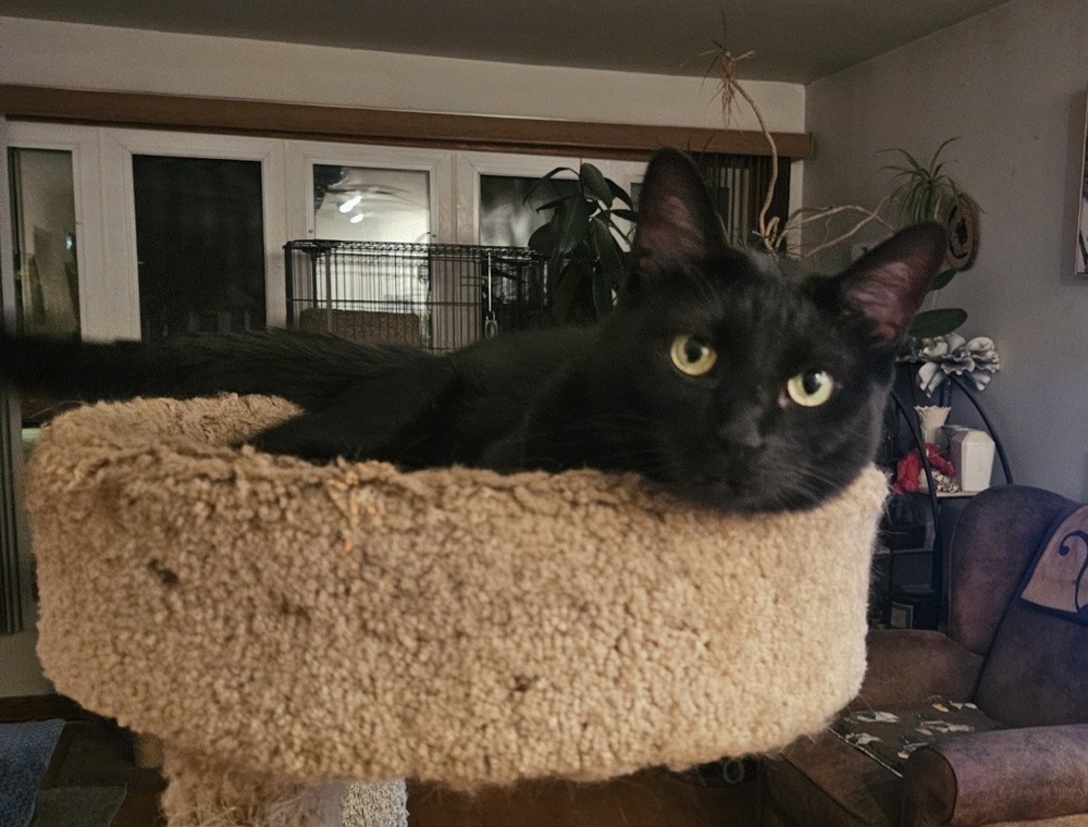 Elvira