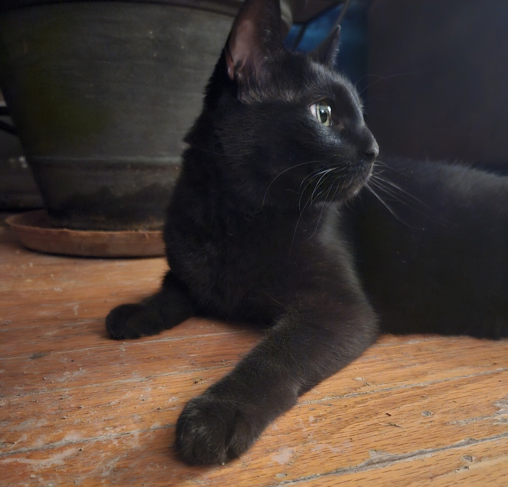 Elvira