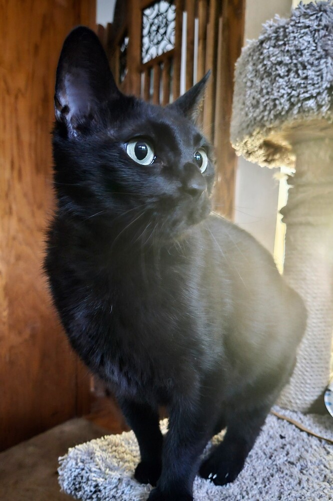 Elvira