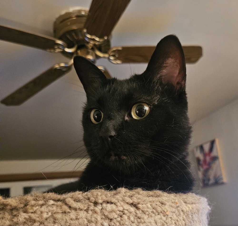 Elvira