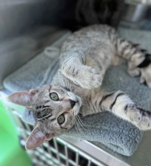 Purrminator, Baby Male Domestic Short Hair