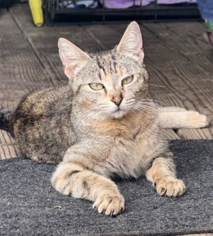 HoneyIsland, Adult Female Domestic Short Hair